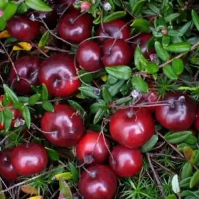 Клюква БЕН ЛИР в Бресте