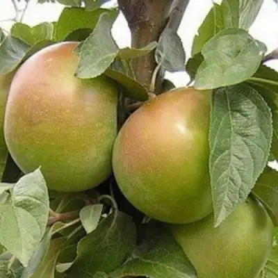 Яблоня БЕЛАНА в Бресте