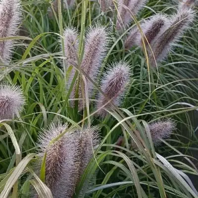 Пеннисетум БЛЭК БЬЮТИ в Бресте