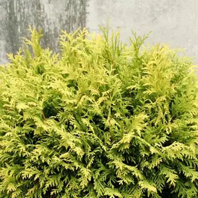 Туя ГОЛДЕН ГЛОБ западная в Бресте