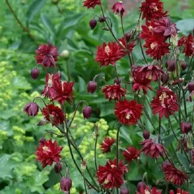 Аквилегия РУБИ ПОРТ обыкновенная в Бресте