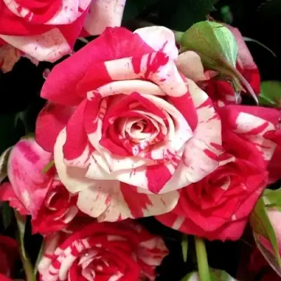 Роза ФАЙЕР ВОРКС миниатюрная в Бресте