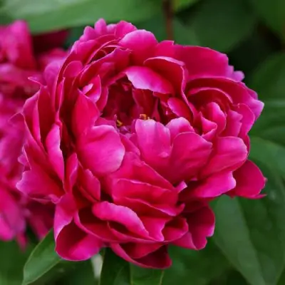 Пион ЛУИ ВАН-ГУТТ травянистый в Бресте