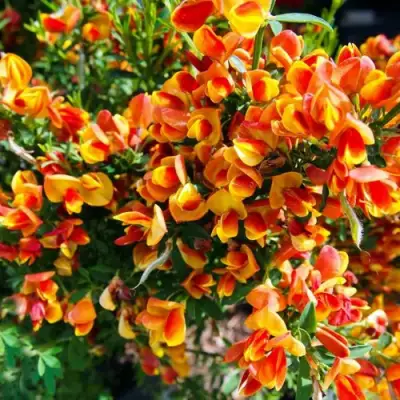 Ракитник АНДРЕАНУС в Бресте