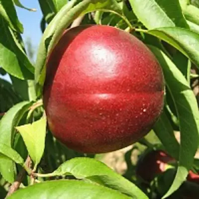 Нектарин ФАНТАЗИЯ в Бресте