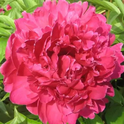 Пион ПУРПУРНЫЙ ФЕНИКС травянистый в Бресте