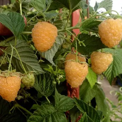 Малина ЗЮГАНА ЗОЛОТАЯ в Бресте