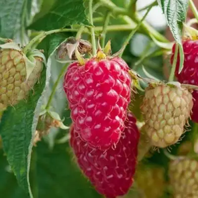 Малина МАРАСТАР в Бресте