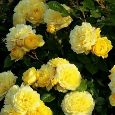 Роза АНИ ДЮПРЕЙ флорибунда в Бресте