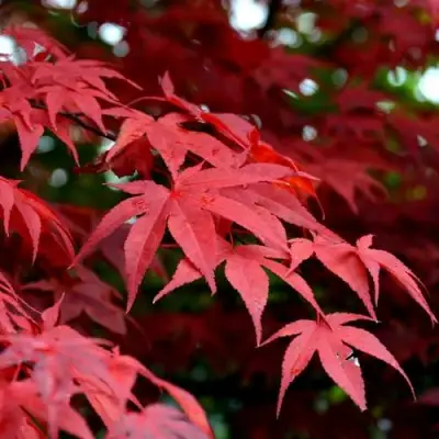 Клен гиннала  в Бресте