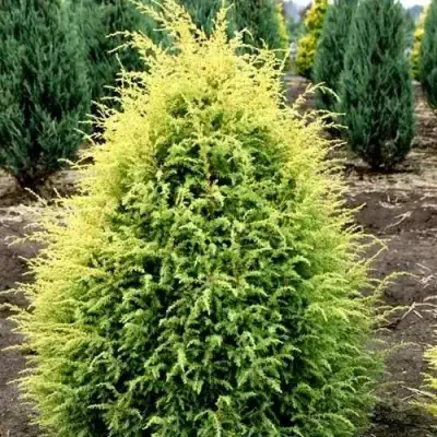 Можжевельник ГОЛД КОН обыкновенный в Бресте