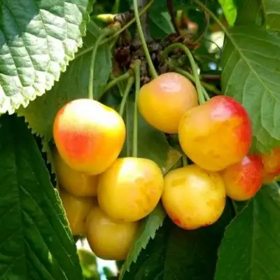 Черешня ЯНТАРНАЯ в Бресте