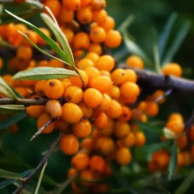 Облепиха МОСКОВСКАЯ ПРОЗРАЧНАЯ в Бресте