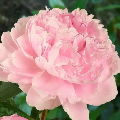 Пион САРА БЕРНАРД травянистый в Бресте