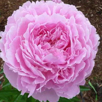 Пион ДЖАКОРМА травянистый в Бресте