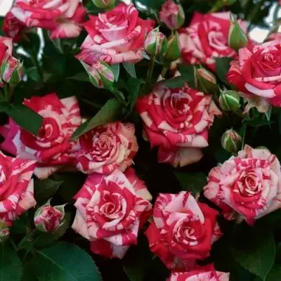 Роза ФАЙЕР ВОРКС миниатюрная в Бресте