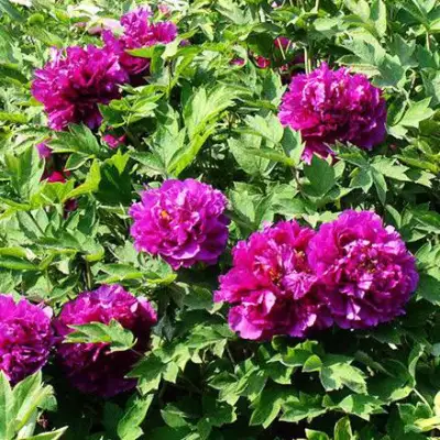 Пион ОРНАМЕНТ древовидный в Бресте