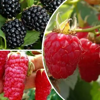 Комплект ЯГОДНЫЙ МИКС в Бресте