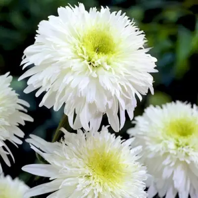 Нивяник ФИОНА ГОГХИЛЛ великолепный в Бресте