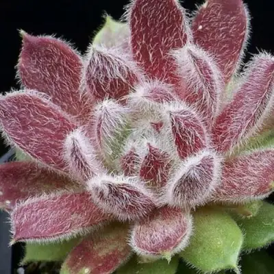 Молодило ТАРАНТУЛА в Бресте