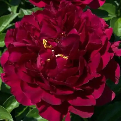 Пион ОЛД ФЕЙТФУЛ травянистый в Бресте