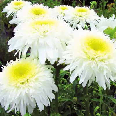 Нивяник ФИОНА ГОГХИЛЛ великолепный в Бресте