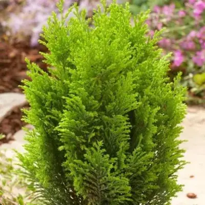 Кипарисовик ЭЛВУДИ ГОЛД лавсона в Бресте