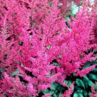 Астильба ЭЛИЗАБЕТ ВАН ВИН японская в Бресте