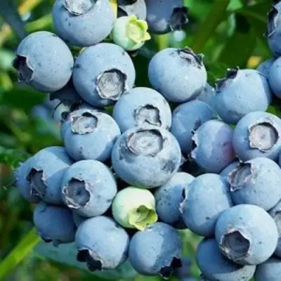 Голубика ПУРУ в Бресте