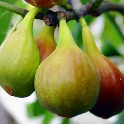 Инжир ДАЛМАТСКИЙ в Бресте