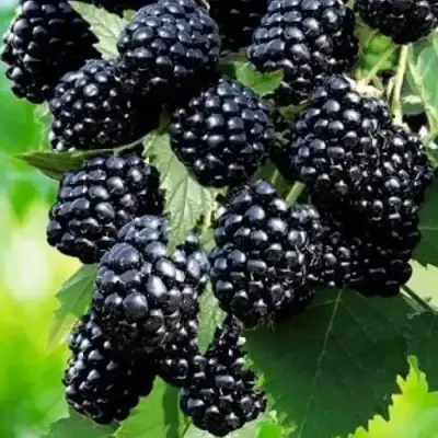 Ежевика АПАЧИ бесшипная  в Бресте