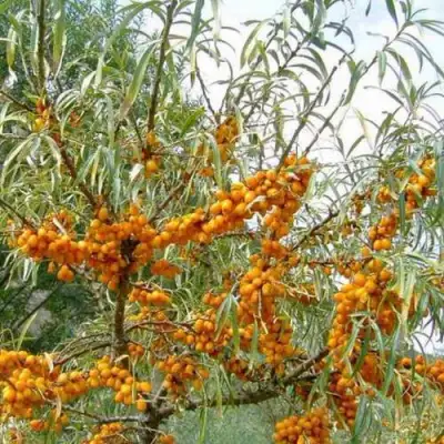 Облепиха ДАР МГУ в Бресте