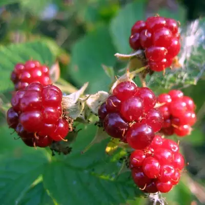 Княженика АСТРА в Бресте