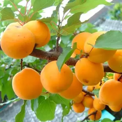 Абрикос ОРИГИНАЛ в Бресте