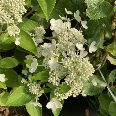 Гортензия ПРИМ ВАЙТ метельчатая в Бресте