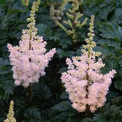 Астильба ЛИЛИПУТ курчавая в Бресте