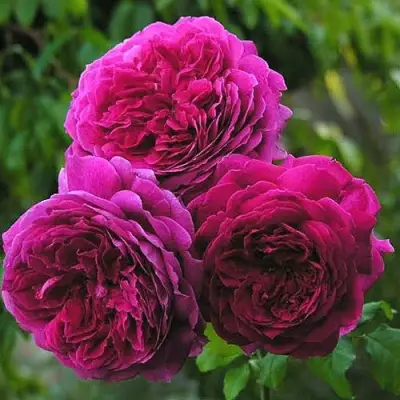 Роза КЕЙТ английская в Бресте