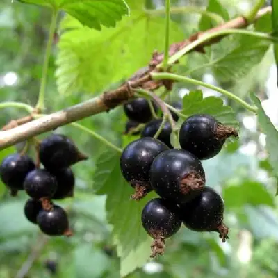 Смородина чёрная ШАРОВИДНАЯ в Бресте