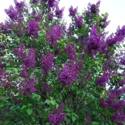 Сирень СУМЕРКИ в Бресте