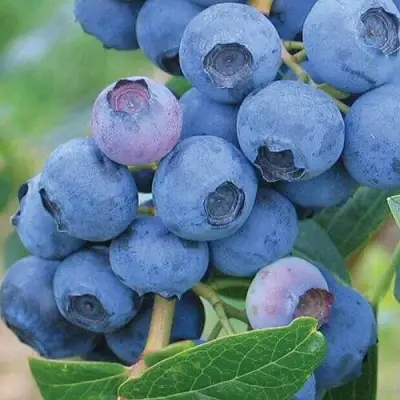 Голубика ЭРЛИБЛЮ в Бресте