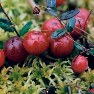 Клюква МАК ФАРЛИН в Бресте