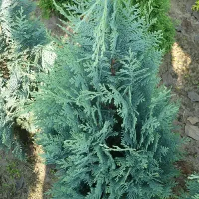 Кипарисовик КОЛУМНАРИС лавсона в Бресте