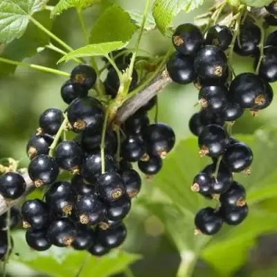 Смородина чёрная ВОЛШЕБНИЦА в Бресте