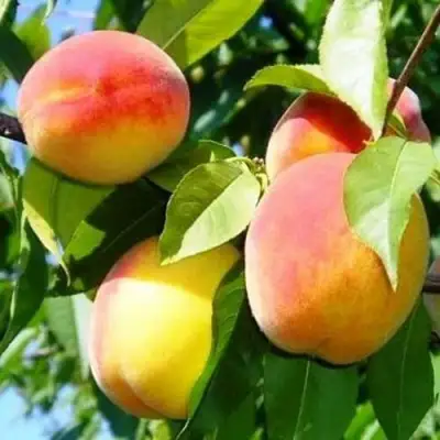 Персик ПАМЯТЬ ЛОЙКО в Бресте