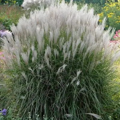 Мискантус КЛЯЙН СИЛЬБЕРСПАЙН китайский  в Бресте