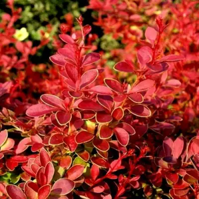 Барбарис КОРАЛ тунберга в Бресте