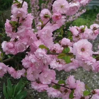 Миндаль ТРЁХЛОПАСТНЫЙ (луизеания) в Бресте