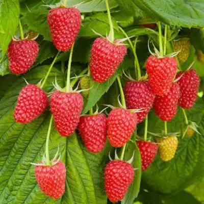 Малина БРУСВЯНА в Бресте