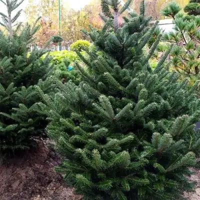 Пихта ФРАЗЕРА в Бресте