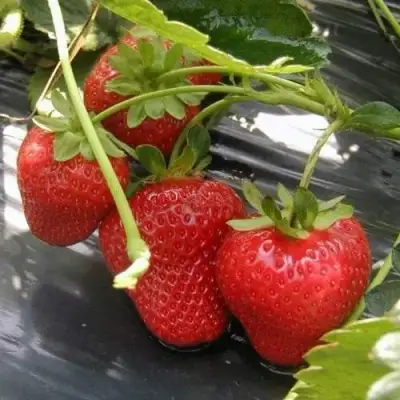 Клубника МОНТЕРЕЙ ремонтантная в Бресте